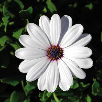 Osteospermum ecklonis FlowerPower™ Compact White