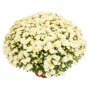 Chrysanthemum x morifolium Alexa™ White