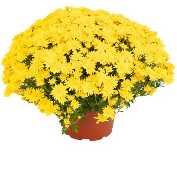 Chrysanthemum x morifolium Nadia™ Yellow