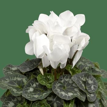 Cyclamen persicum Rainier™ White