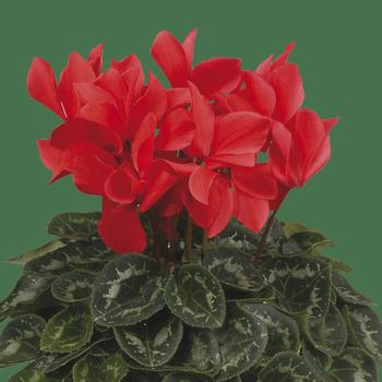Cyclamen persicum Rainier™ Scarlet