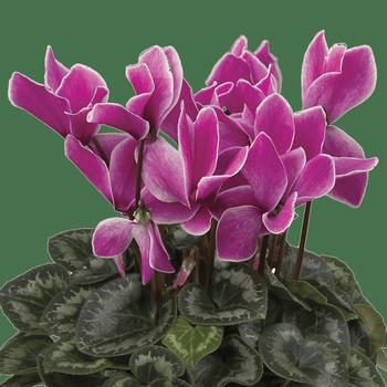 Cyclamen persicum Rainier™ Purple Flame
