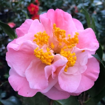 Camellia japonica 'Junior Miss' 