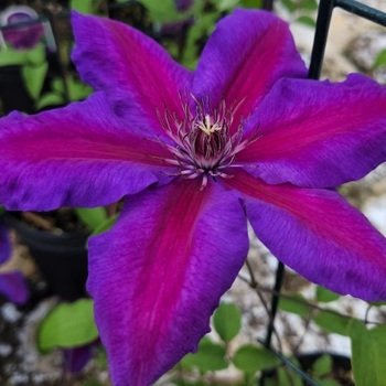 Clematis 'Mrs. N. Thompson' 