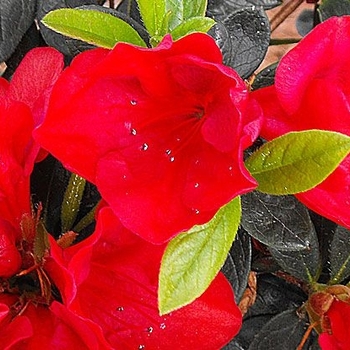 Rhododendron 'MNIHAR017' PP23100