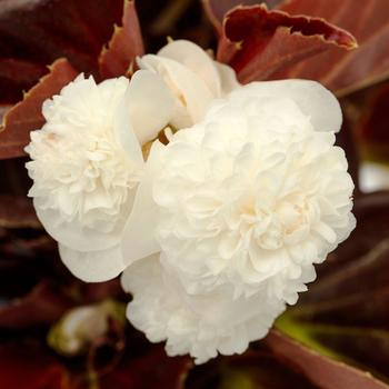 Begonia Birthday Bash™ Cream Puff