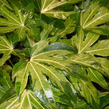 Fatsia japonica 'Camouflage® Variegata' 