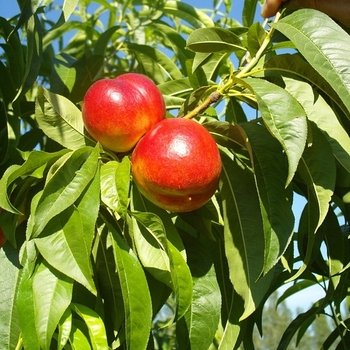 Prunus persica var. nucipersica 'Goldmine' 