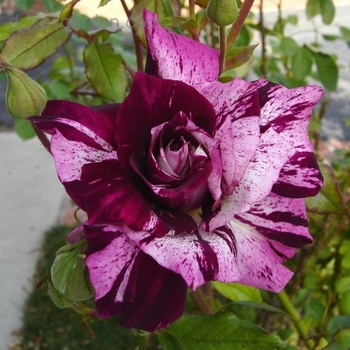 Rosa 'Purple Tiger' 