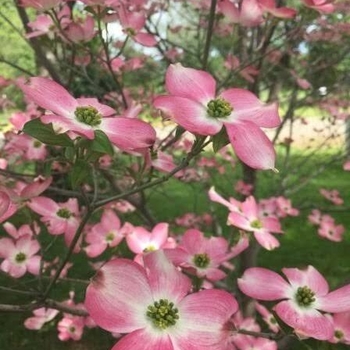 Cornus florida 'Prairie Pink' 