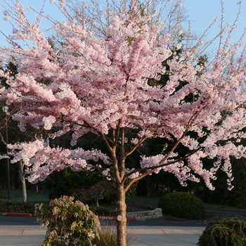 Prunus x yedoensis 'Akebono' 