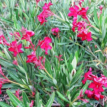 Nerium oleander 'Little Red' PP4836
