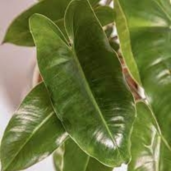 Philodendron 'Burle Marx' 