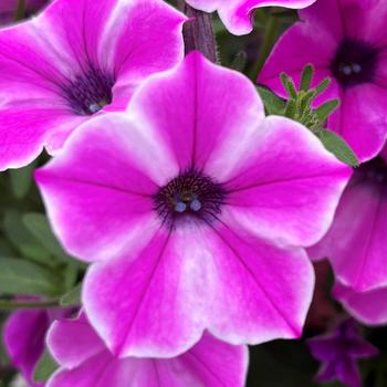 Petunia 'Pinwheel Purple' 