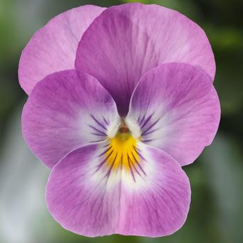 Viola cornuta Deltini™ Lavender Pink Face