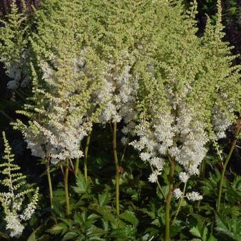 Astilbe chinensis 'Visions in White' PP18965