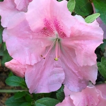 Rhododendron Robin Hill Hybrid 'Watchet' 