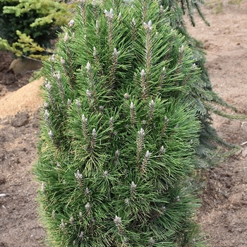Pinus nigra 'Frank' 