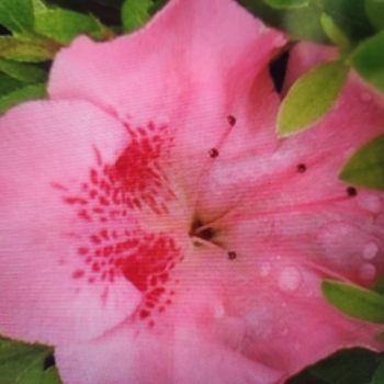 Rhododendron Robin Hill hybrid 'Dorothy Hayden' 