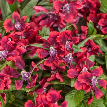 Cuphea procumbens Totally Tempted™ 'Richly Red™'