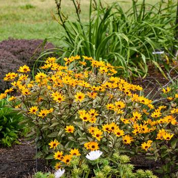 Heliopsis helianthoides 'Touch of Blush' PPAF