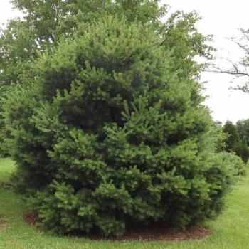 Pinus strobus 'Uconn' 