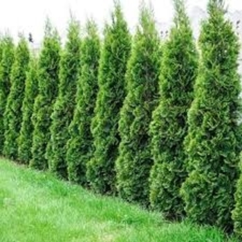 Juniperus virginiana 'Emerald Sentinel®' 