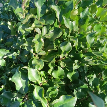 Ligustrum japonicum 'Recurvifolium' 