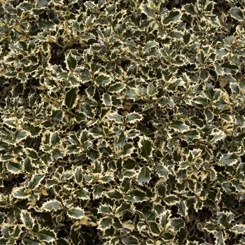 Ilex aquifolium 'Aurea Marginata' 