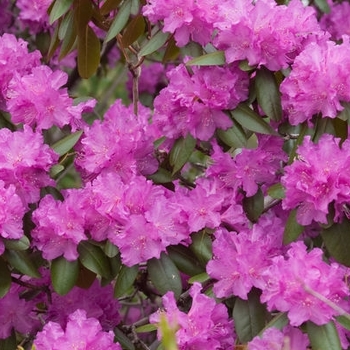 Rhododendron 'P.J.M.' 