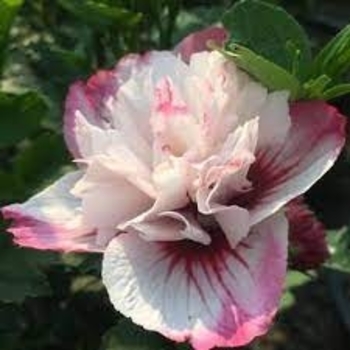 Hibiscus syriacus 'Lady Stanley' 