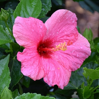 Hibiscus rosa-sinensis 'Cayman Wind' 
