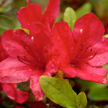 Rhododendron Satsuki Hybrid 'Amagasa' 
