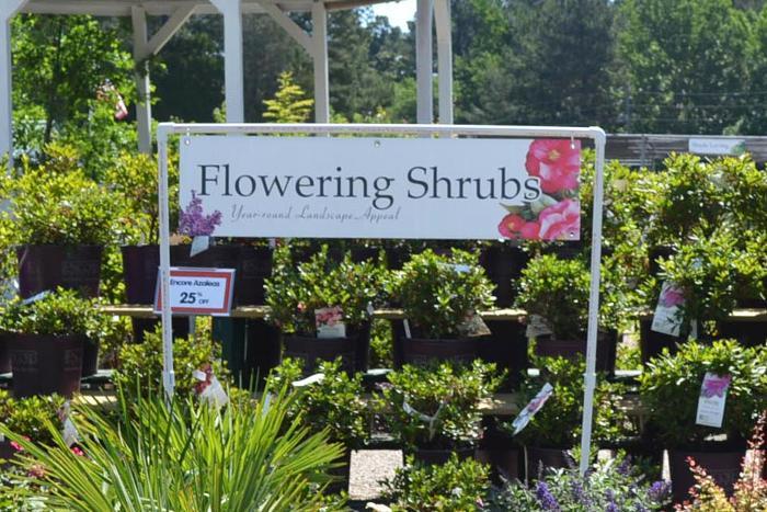 Flowering Shrubs 47