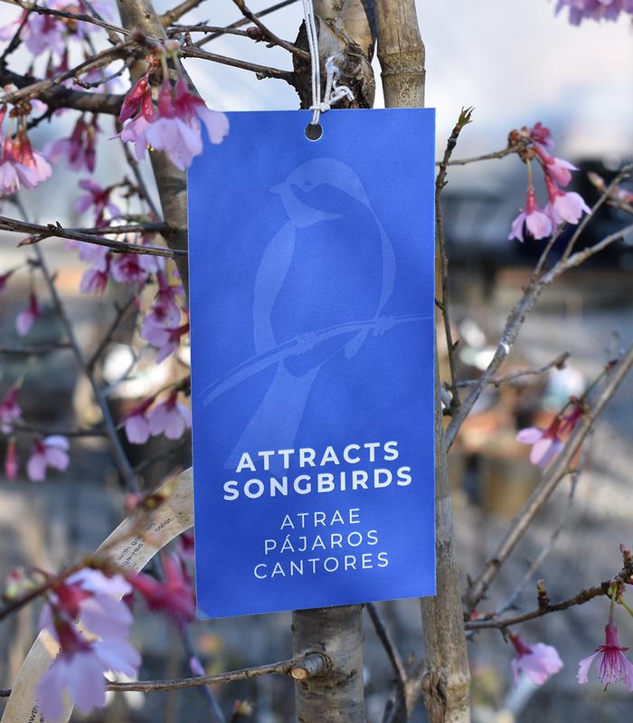 Attracts Songbirds Hang Tags