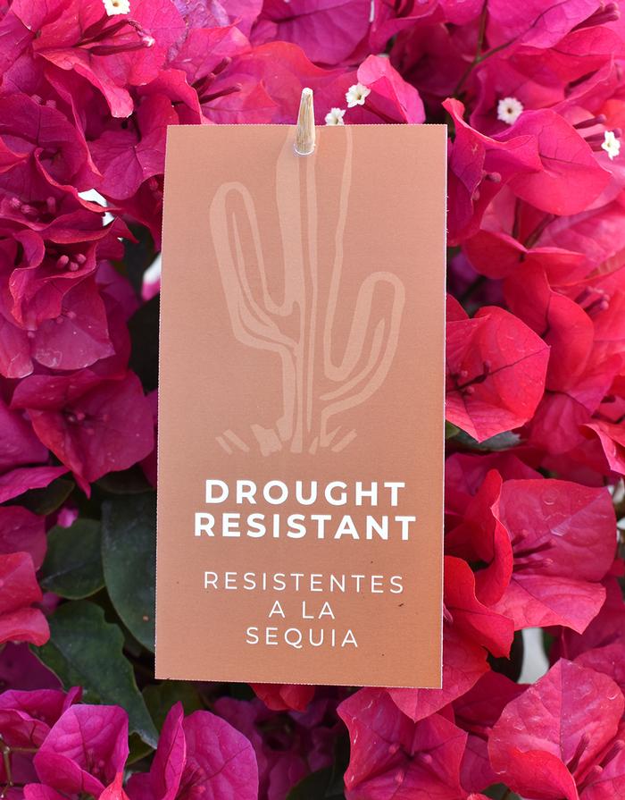 Drought Resistant Hang Tags