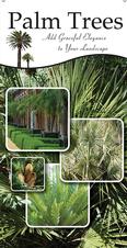 Palm Trees 18