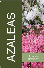 Azaleas 24x36 - Bold