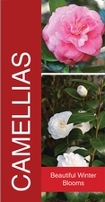 Camellias 18x36 - Bold