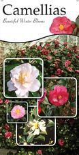Camellias 18x36 - Traditional