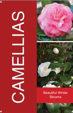 Camellias 24x36 - Bold