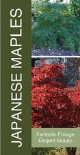 Japanese Maples 18x36 - Bold