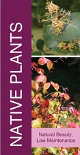Native Plants 18