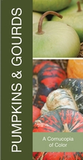 Pumpkins & Gourds 18x36 - Bold
