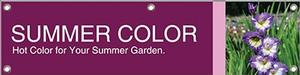 Summer Color 47x12 - Bold