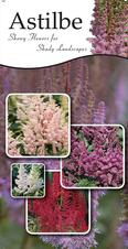 Astilbe 18x36 - Traditional