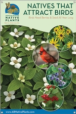 Native Plants That Attract Birds-NEW ENGLAND 24