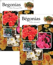 Begonias/Bégonias 24x36 - Traditional