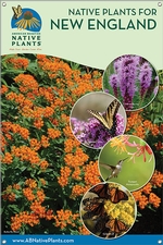 Native Plants for New England 24x36