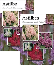 Astilbe/Astilbes 24x36 - Traditional